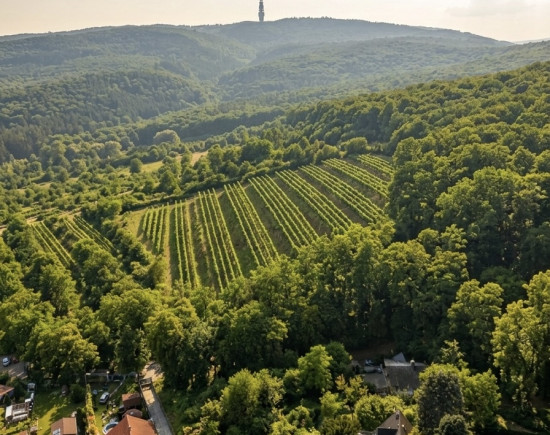 🌳 Pozemok 1700-3000m2 pre komorný projekt rekreačných víl na hranici lesa